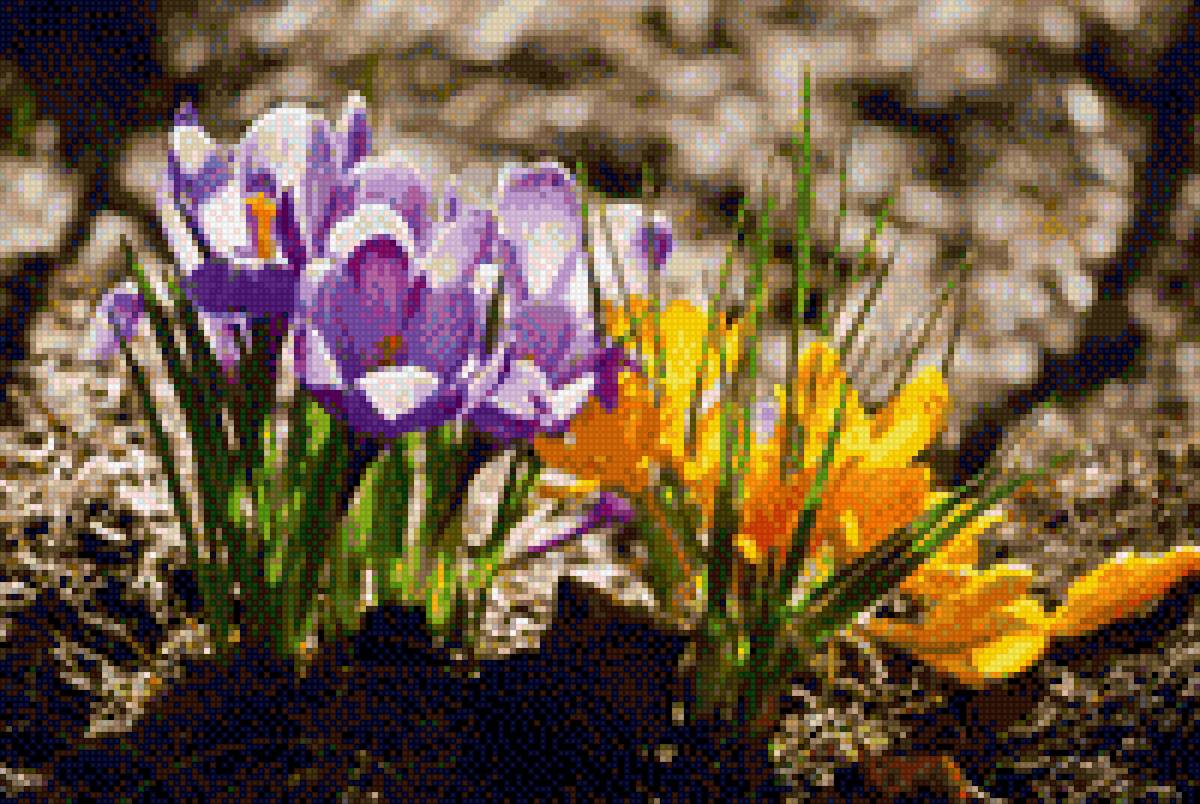 Крокусы - первые цветы, растения, крокусы, цветы - предпросмотр