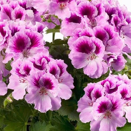 Пеларгония - пеларгония, растения, комнатные, куст, цветы - оригинал