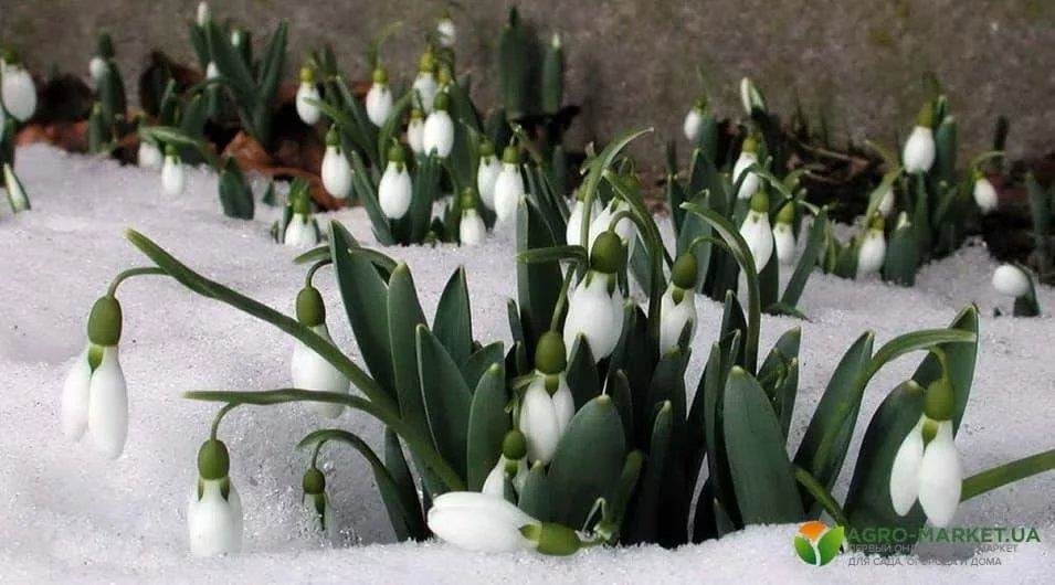 Подснежники - лес, подснежники, растения, снег, первые цветы - оригинал