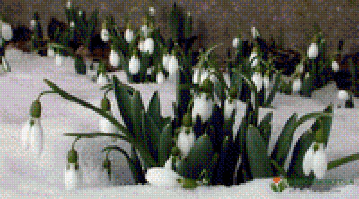 Подснежники - растения, снег, лес, подснежники, первые цветы - предпросмотр