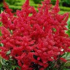 Схема вышивки «Астильба»