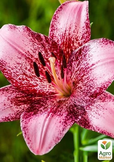 Лилейники - растения, лилейники, цветы - оригинал