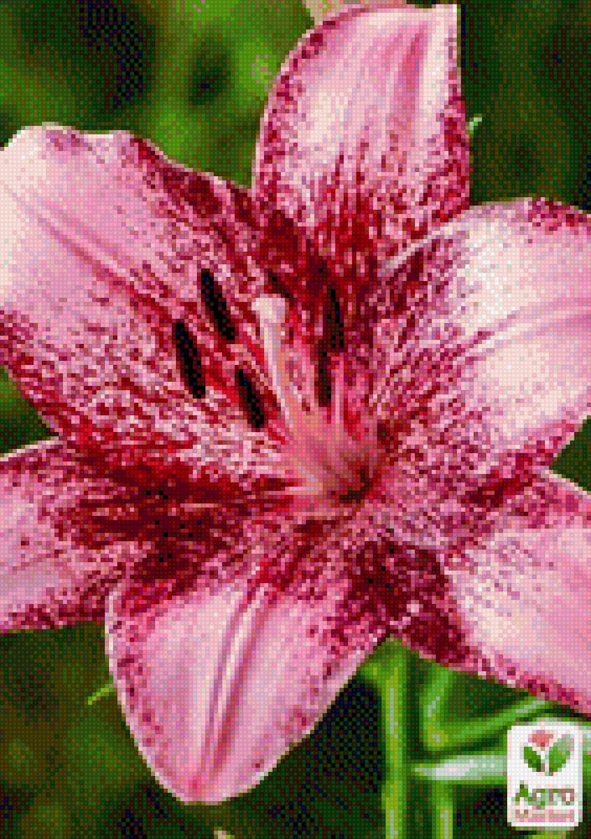 Лилейники - лилейники, растения, цветы - предпросмотр