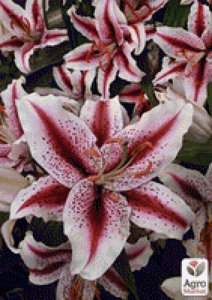 Лилейники - лилейники, растения, цветы - предпросмотр