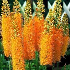 Схема вышивки «Цветы»