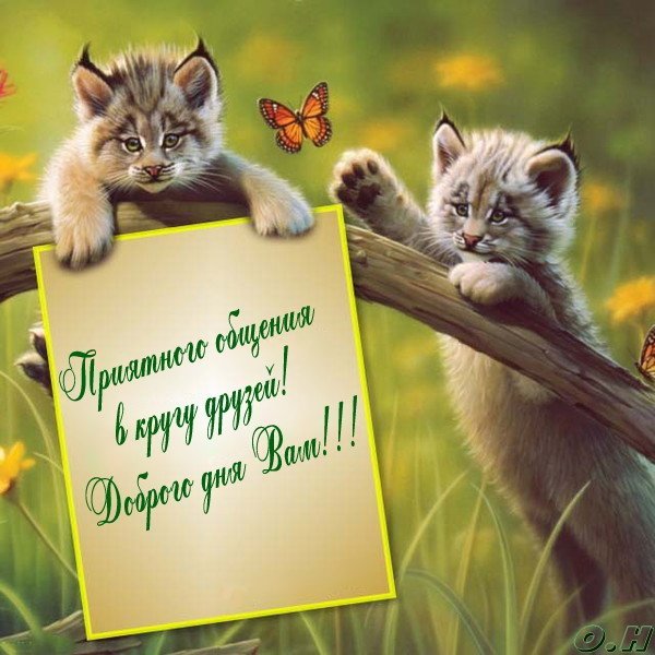 Рысята - фото, рысь, дикая кошка, животное, дикий зверь - оригинал