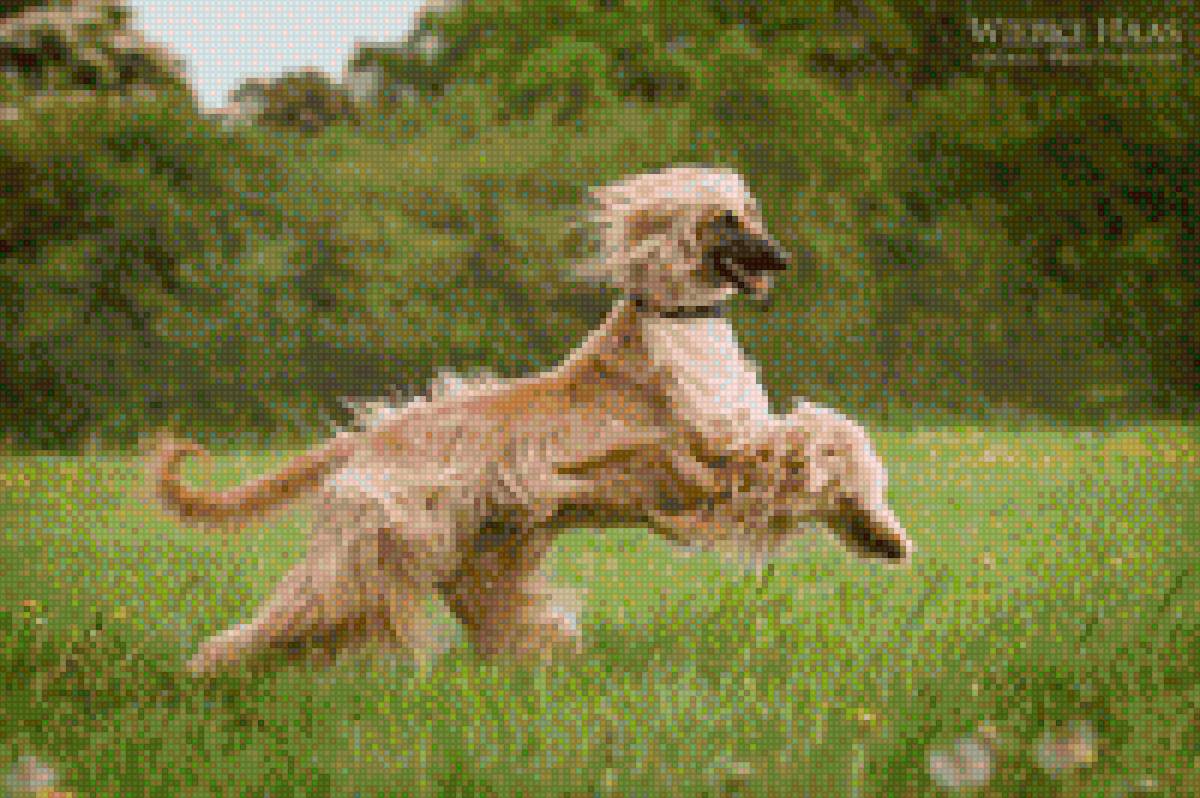 Афганская борзая - домашние любимцы, собака, порода, афганская борзая - предпросмотр