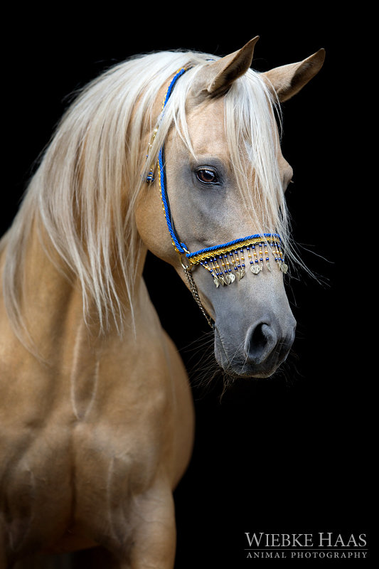 Конь арабский - картина, животные, лошади, конь - оригинал
