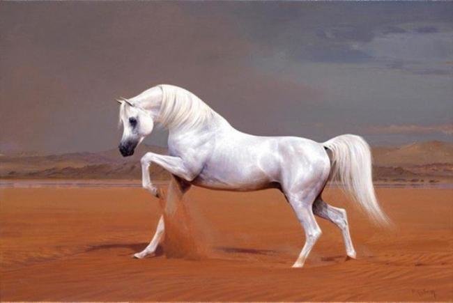 Конь белый - животные, лошади, конь, картина - оригинал