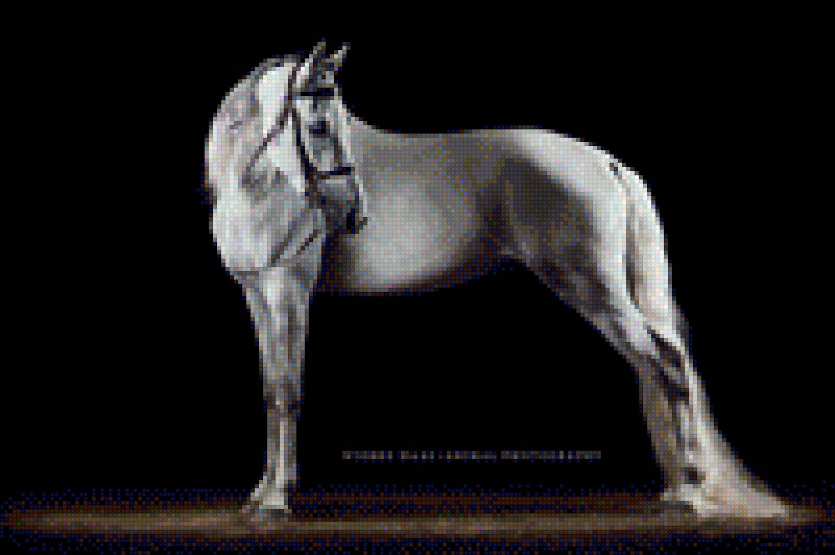 Лошадь белая - животное, лошадь, фото, спина, белая - предпросмотр