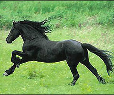 Схема вышивки «Конь черный»