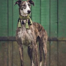 Схема вышивки «Английская - борзая»