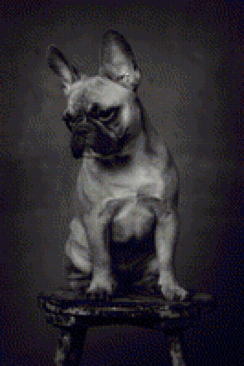 Французский бульдог - домашние любимцы, собака, порода, французский бульдог - предпросмотр