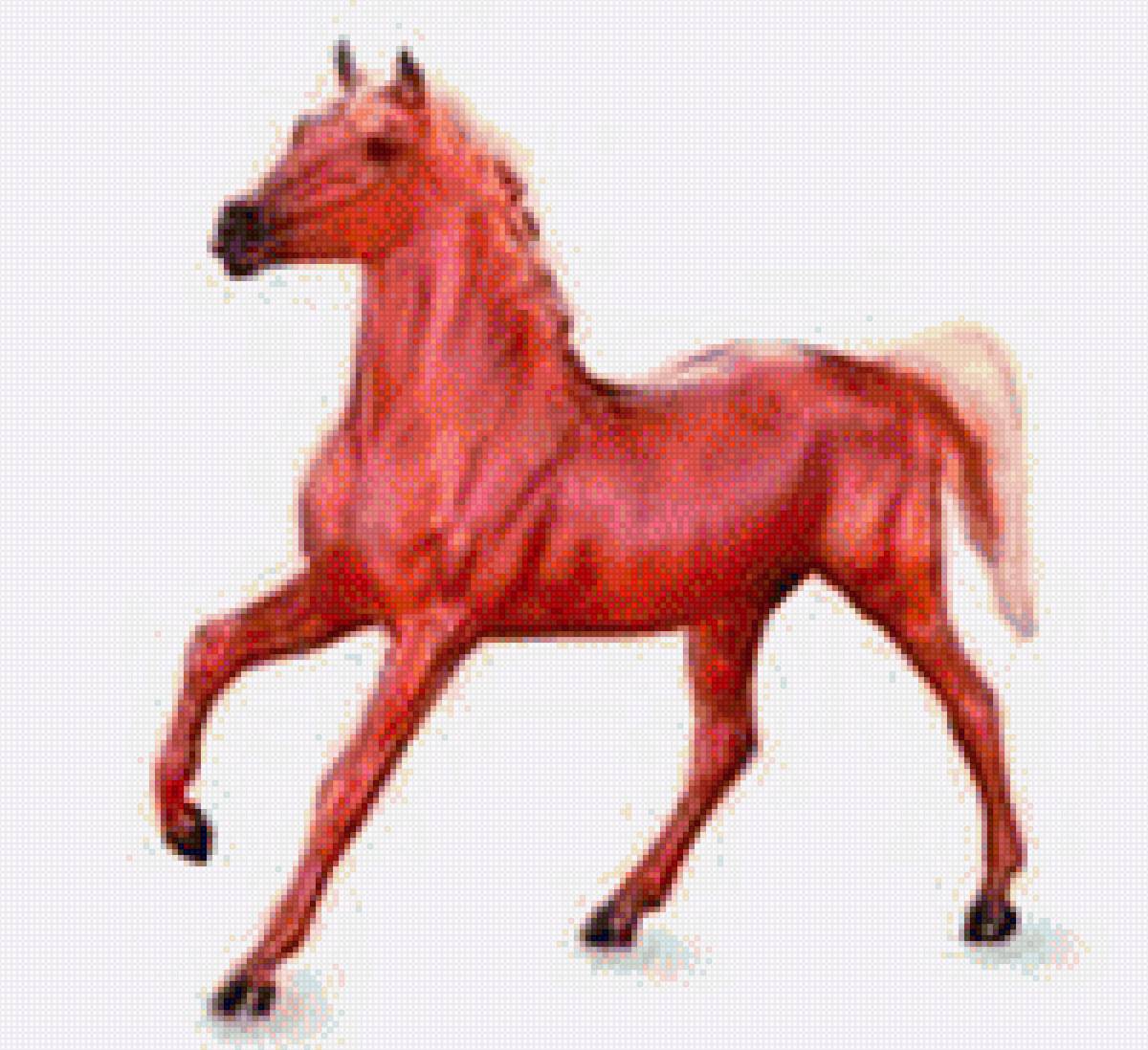 Конь - животные, картина, лошади, конь - предпросмотр