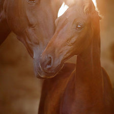 Лошадь и жеребенок