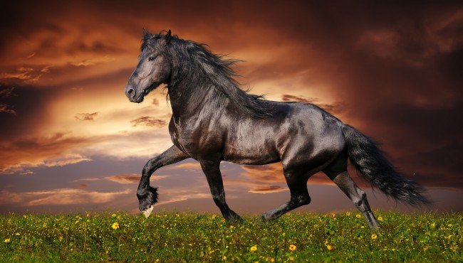 Конь в закате - закат, лошади, конь, картина, животные, небо - оригинал