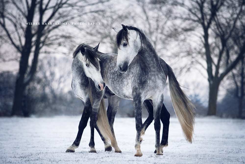 Пара рысаков зимой - картина, зима, лошади, пара, рысаки, животные, конь - оригинал