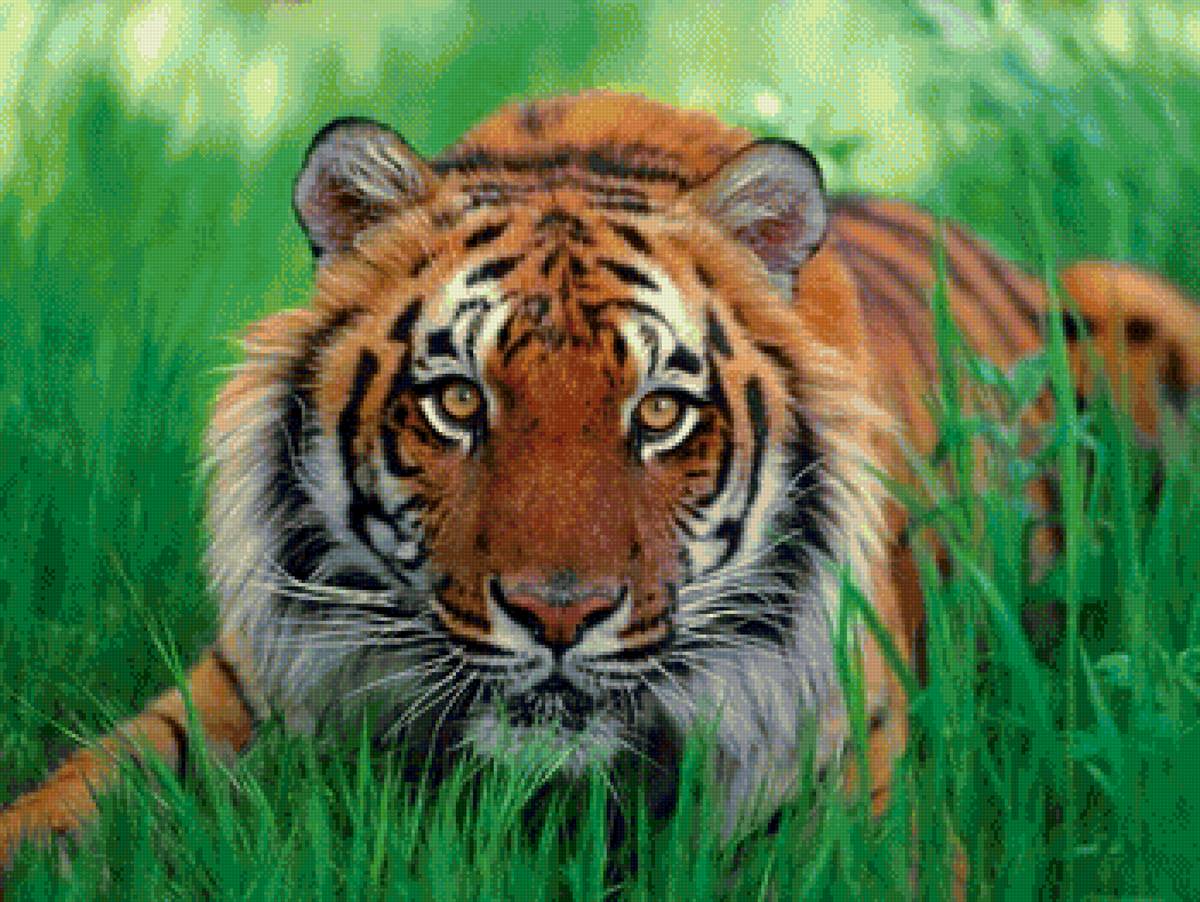 дикие - предпросмотр