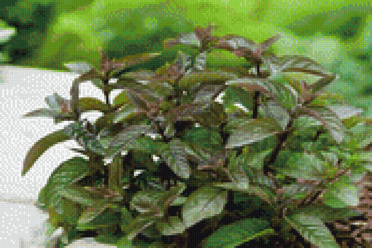 мята - растение - предпросмотр