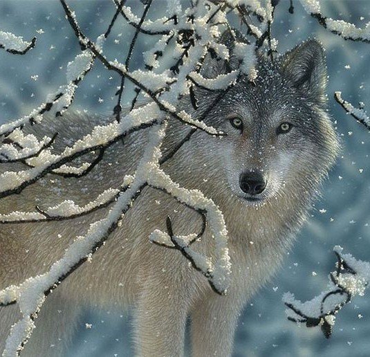 дикие - оригинал