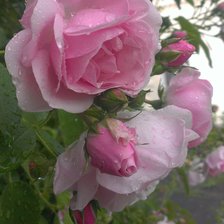 Схема вышивки «Подмосковная роза»