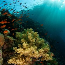 Схема вышивки «риф»