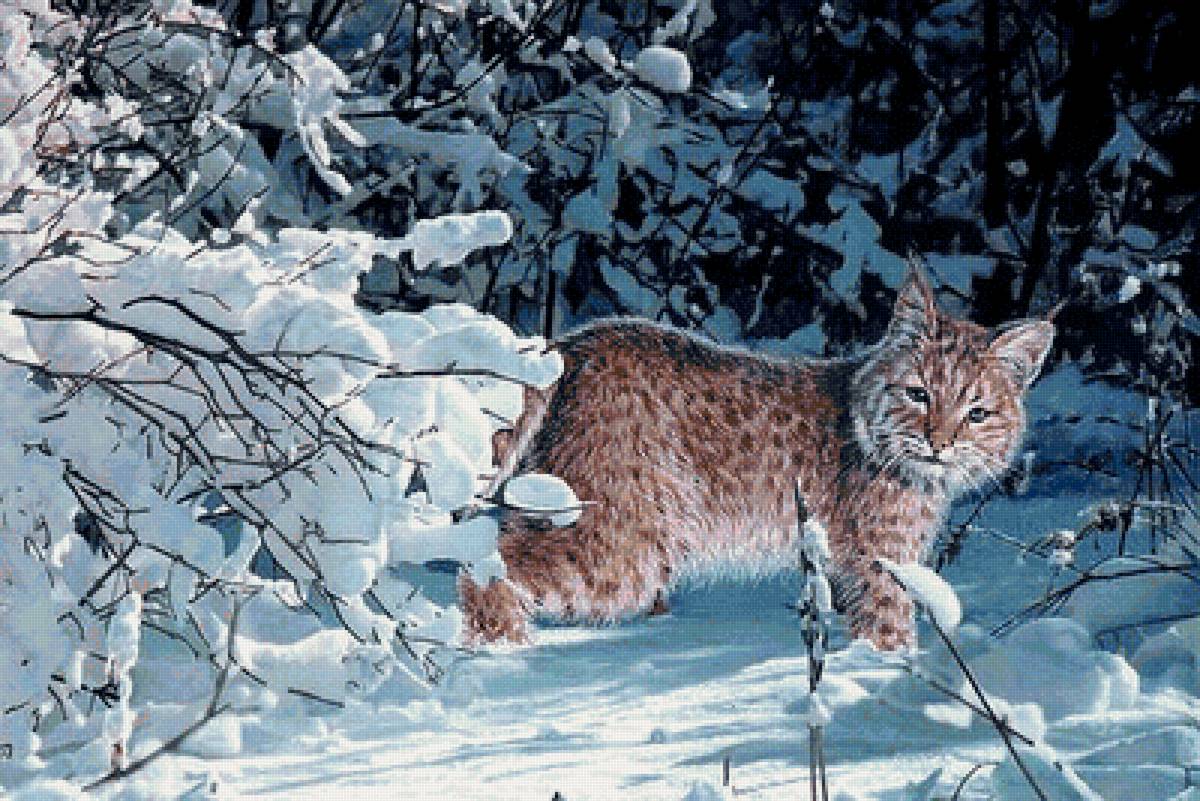 дикие - предпросмотр