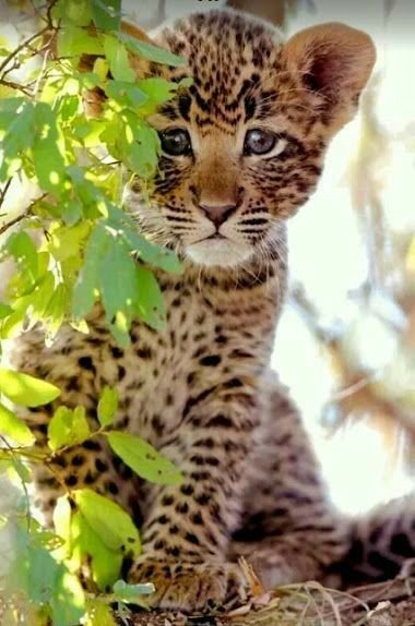 Jaguar - дикие животные, jaguar - оригинал