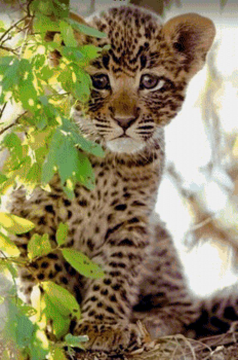 Jaguar - jaguar, дикие животные - предпросмотр