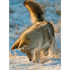 Схема вышивки «дикие»