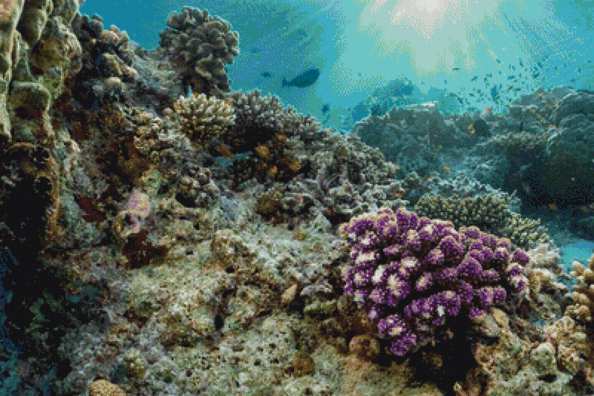 Древние коралловые рифы. Коралловый риф. Большой Барьерный риф (Индонезия). Индонезия коралловые рифы. Бермудские острова коралловые рифы.