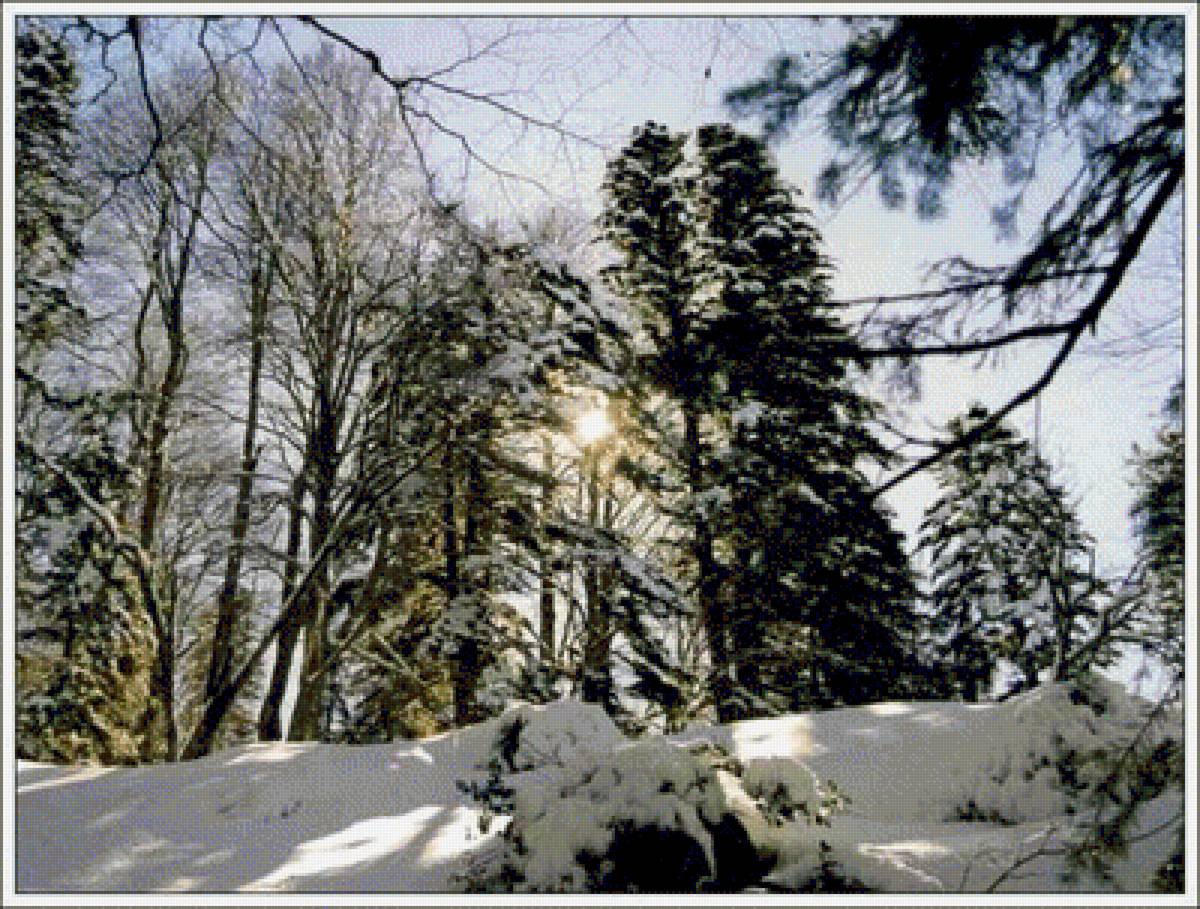 Зимний лес - природа, деревья, зима, снег, лес - предпросмотр