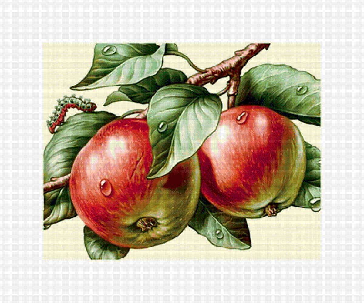 Яблоки и гусеница. - живопись, яблоки, листья, фрукты, гусеница - предпросмотр