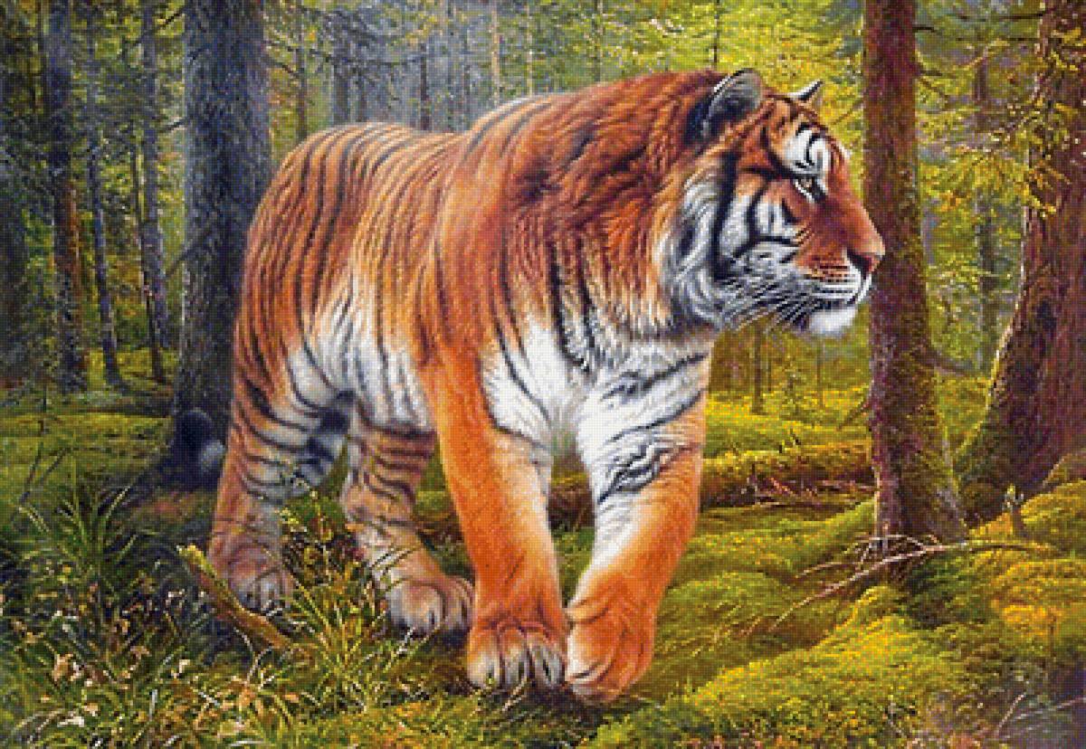 Хозяин тайги - амурский тигр, амба, тайга, тигр, хищники, лес - предпросмотр