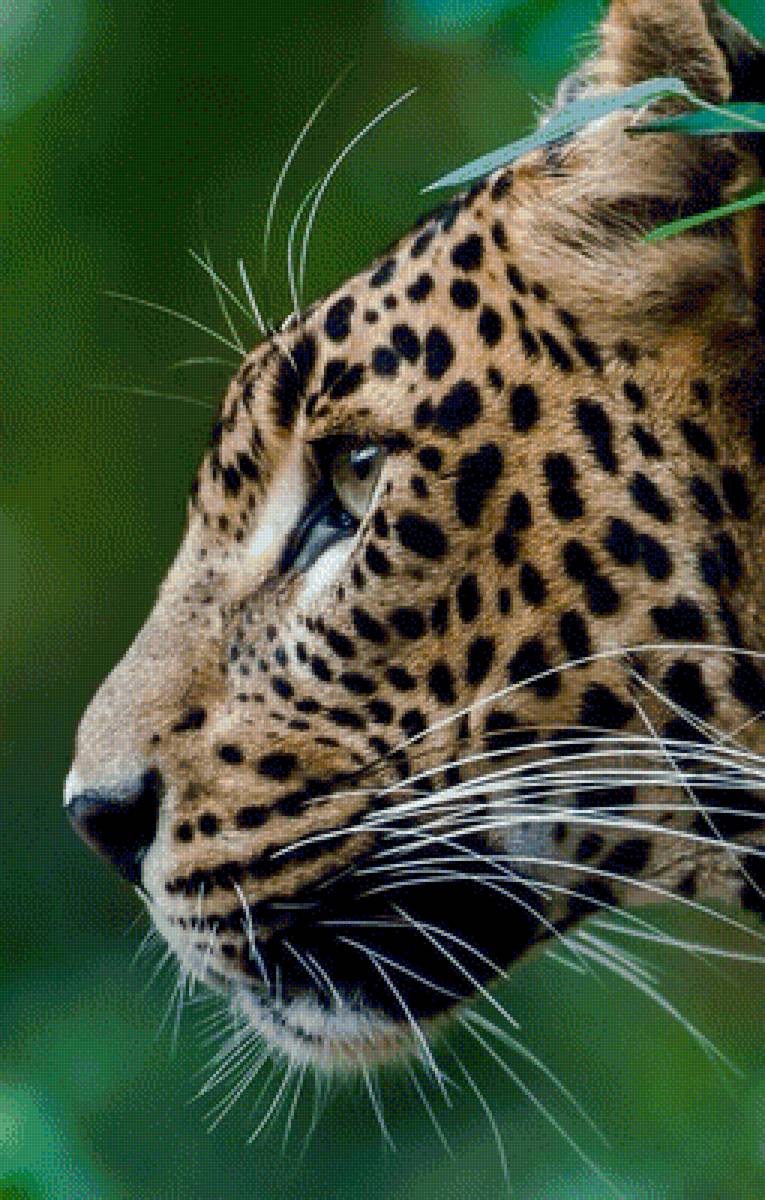 Jaguar - дикие животные, jaguar - предпросмотр