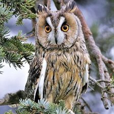 Схема вышивки «птицы»