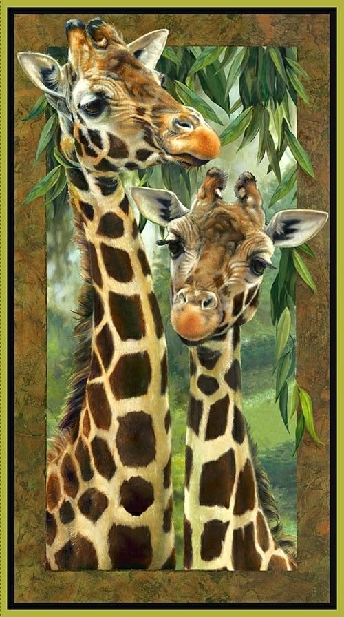 жирафы - жираф - оригинал