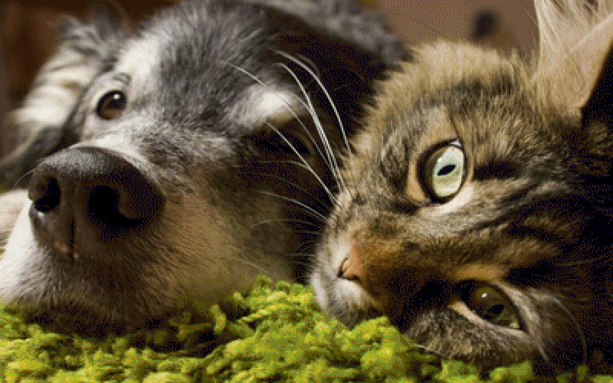 Друзья - собака, животные, кошка - предпросмотр