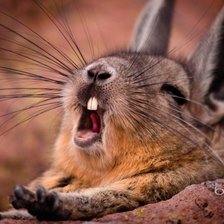 Схема вышивки «Потягушки»