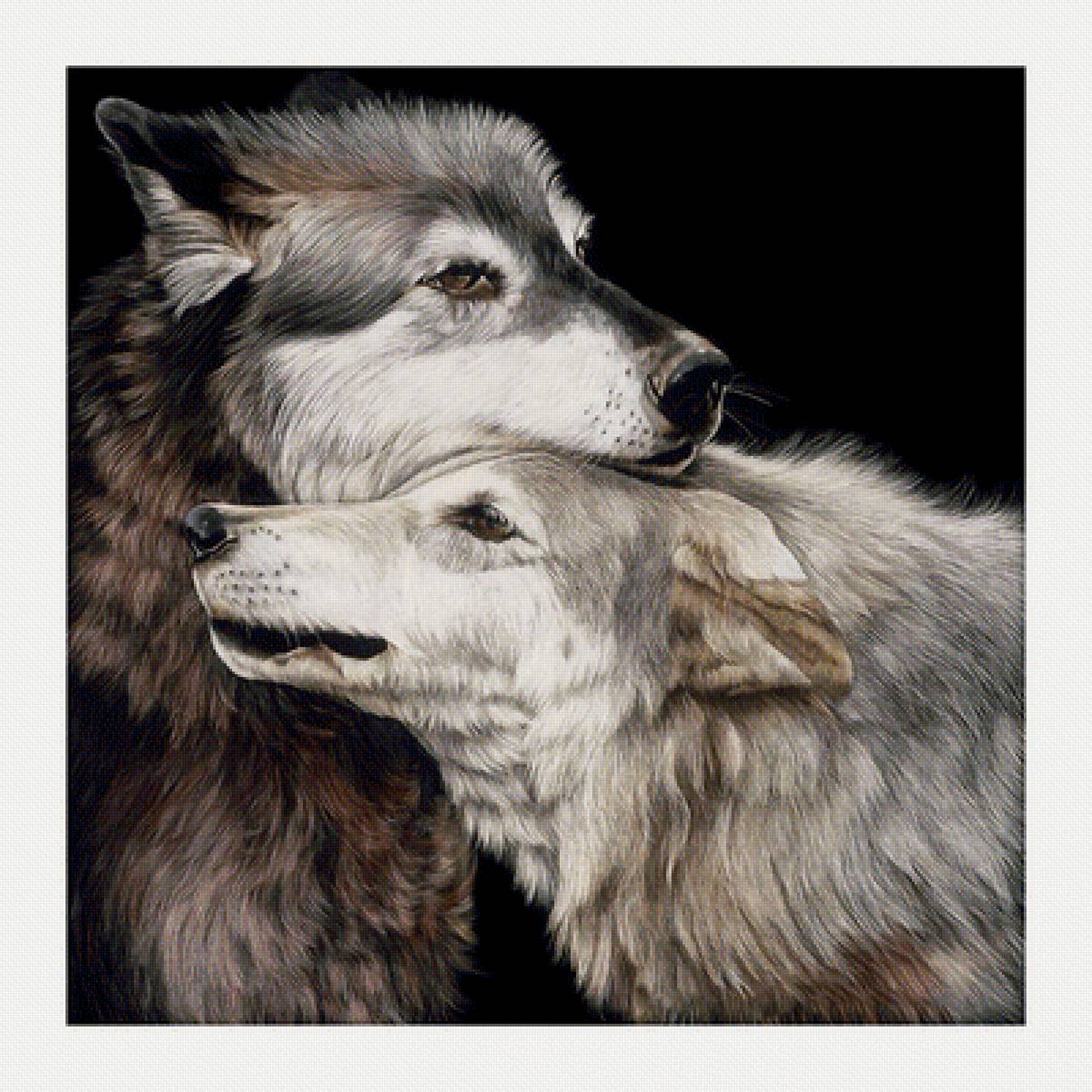 №2047017 - волки, хищники, животные - предпросмотр
