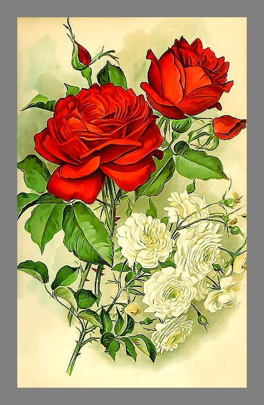 Серия "Розы". - розы, цветы, флора - оригинал