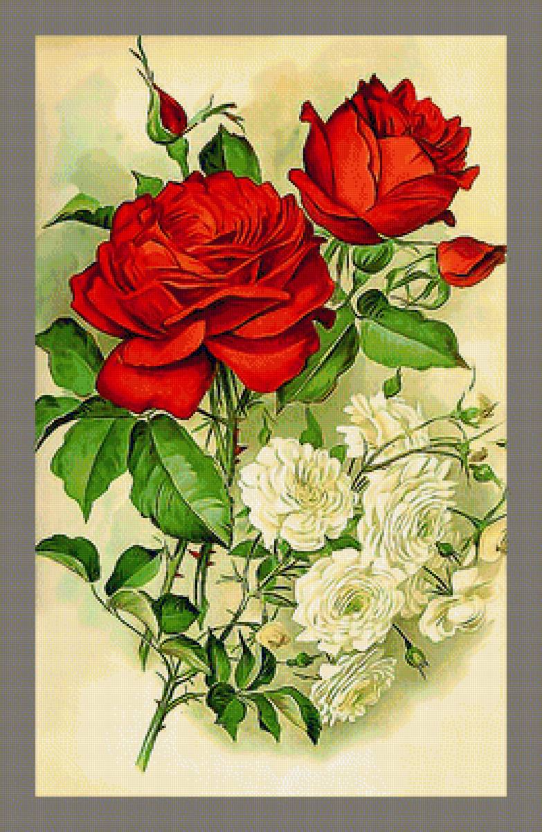 Серия "Розы". - розы, флора, цветы - предпросмотр