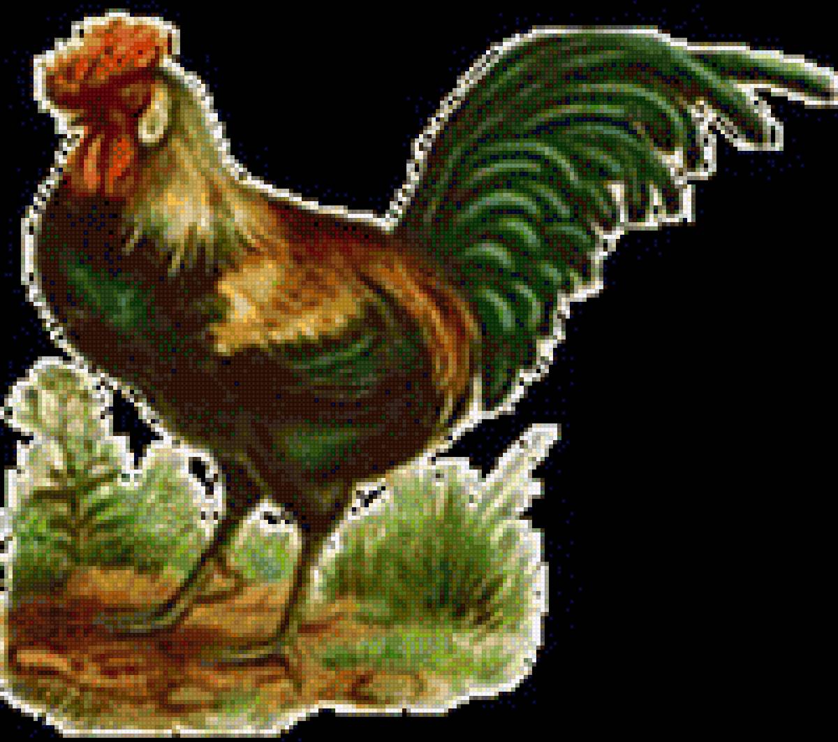 Петух - петух, птица, картинка - предпросмотр