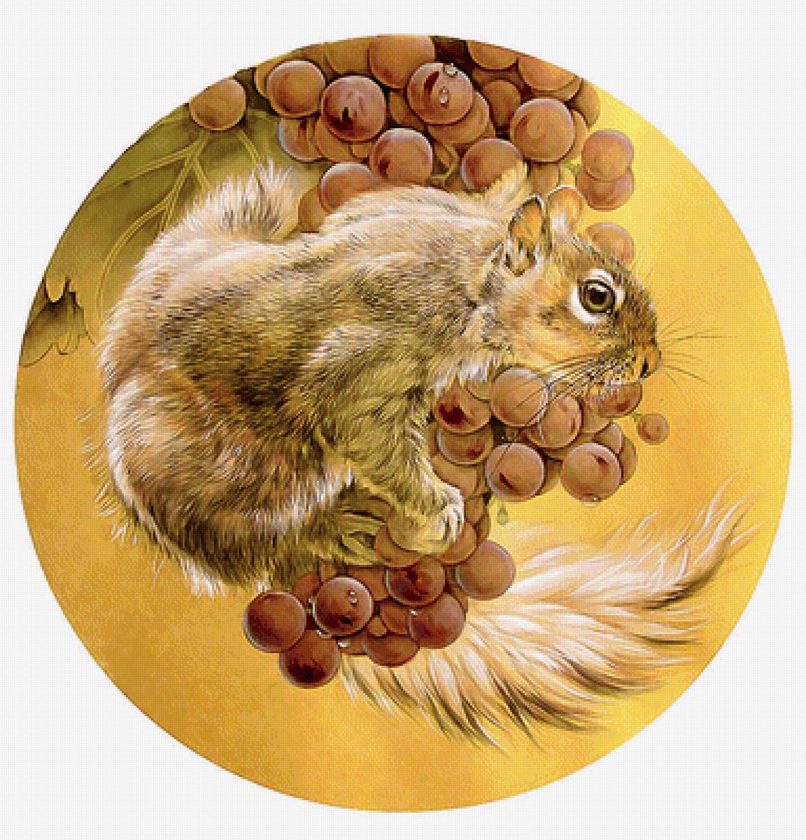 Серия "Белки" - грызуны, белка, животные - предпросмотр