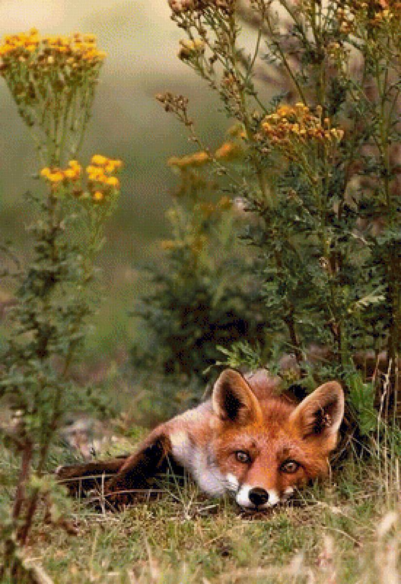 Лисичка - лиса, животные - предпросмотр