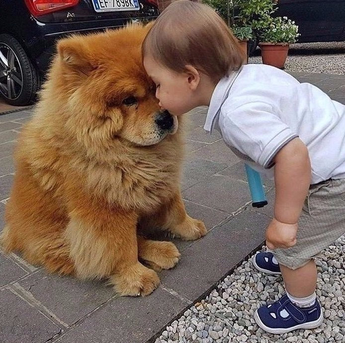 ,Поцелуй - ребенок, собака, животные - оригинал