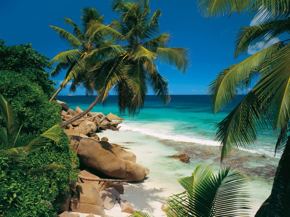 Пальмы - пальмы, пляж - оригинал