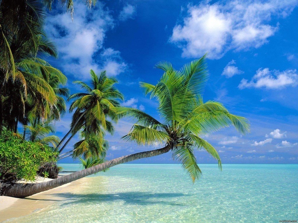 Пальмы - пляж, море, пальмы - оригинал