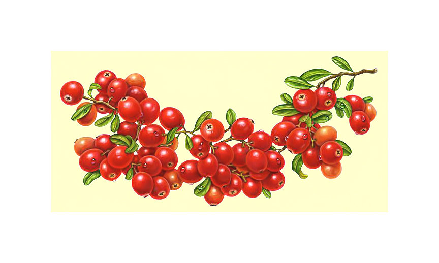 Клюква. - ветка, ягоды, клюква - оригинал