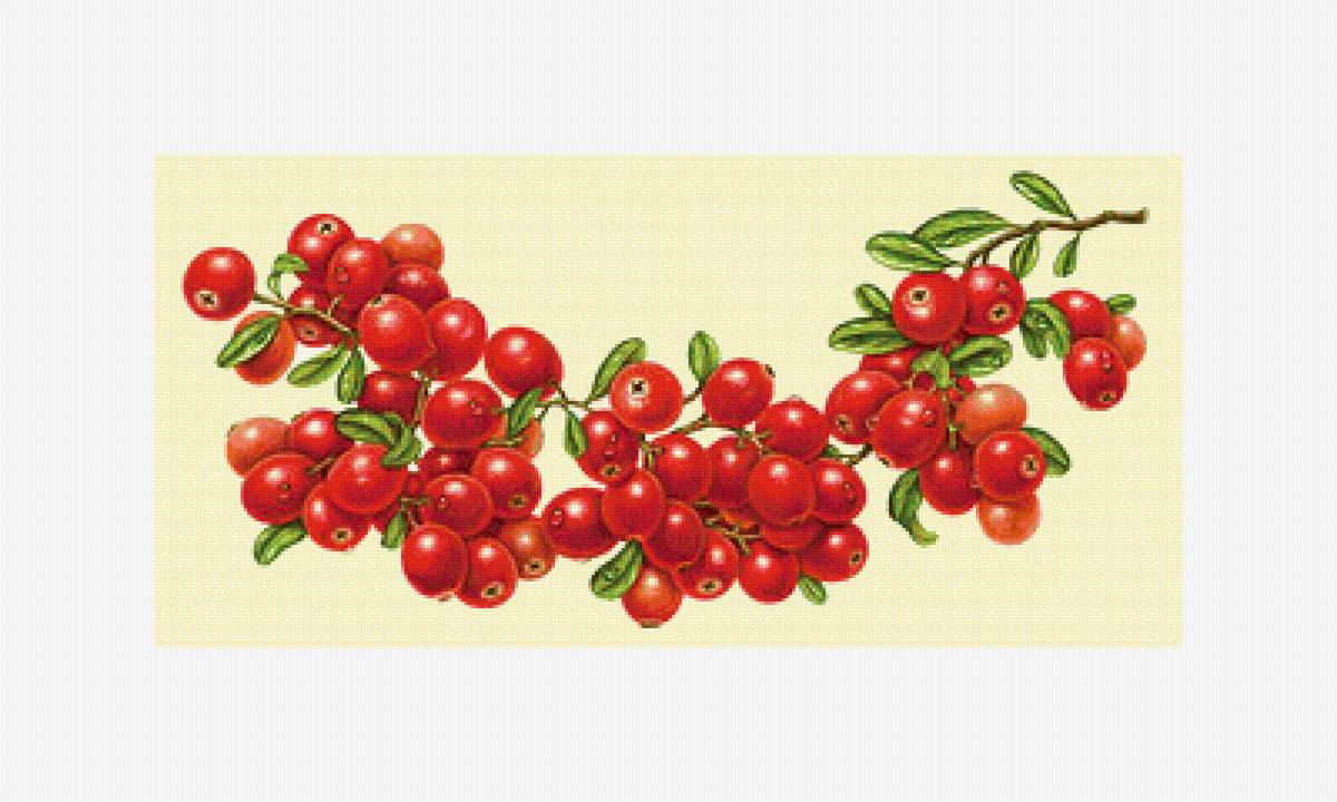 Клюква. - ветка, ягоды, клюква - предпросмотр